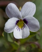 Viola cuneata - Wedge Leaf Violet